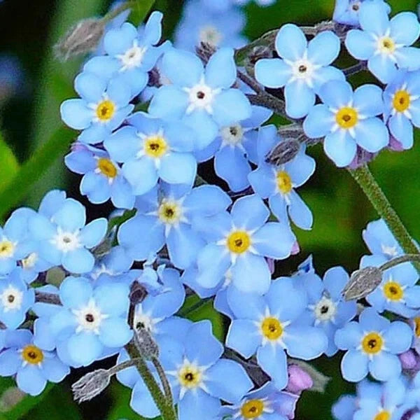 Forget Me Not Seeds - 500 Organic Myosotis spp. Flower Seeds for Borders & Containers - USA Grown, Free Shipping