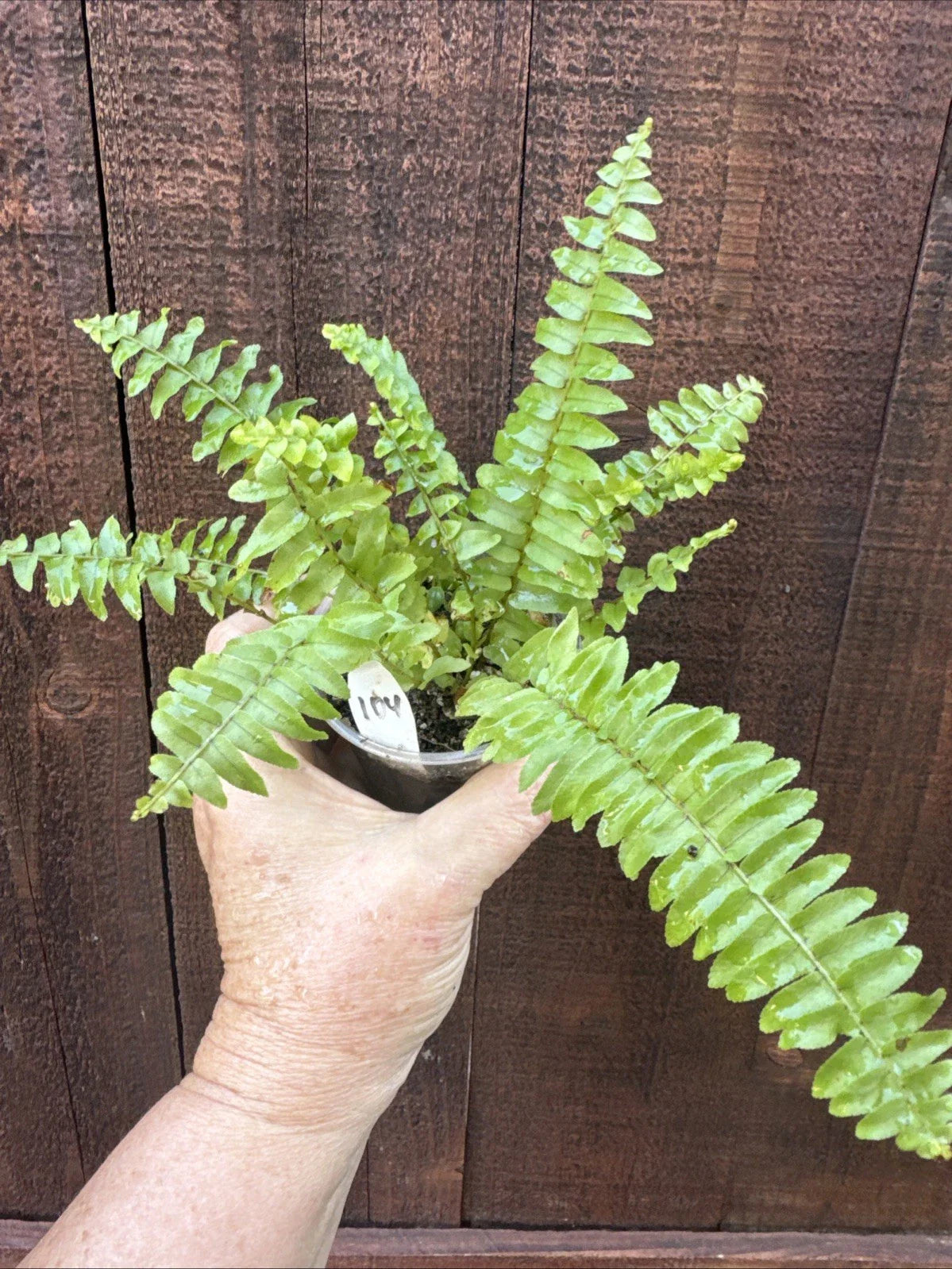 Boston Sword Fern Live Plant Bare Root – Nephrolepis exaltata – Vibrant Green Foliage for Indoor & Outdoor Gardens