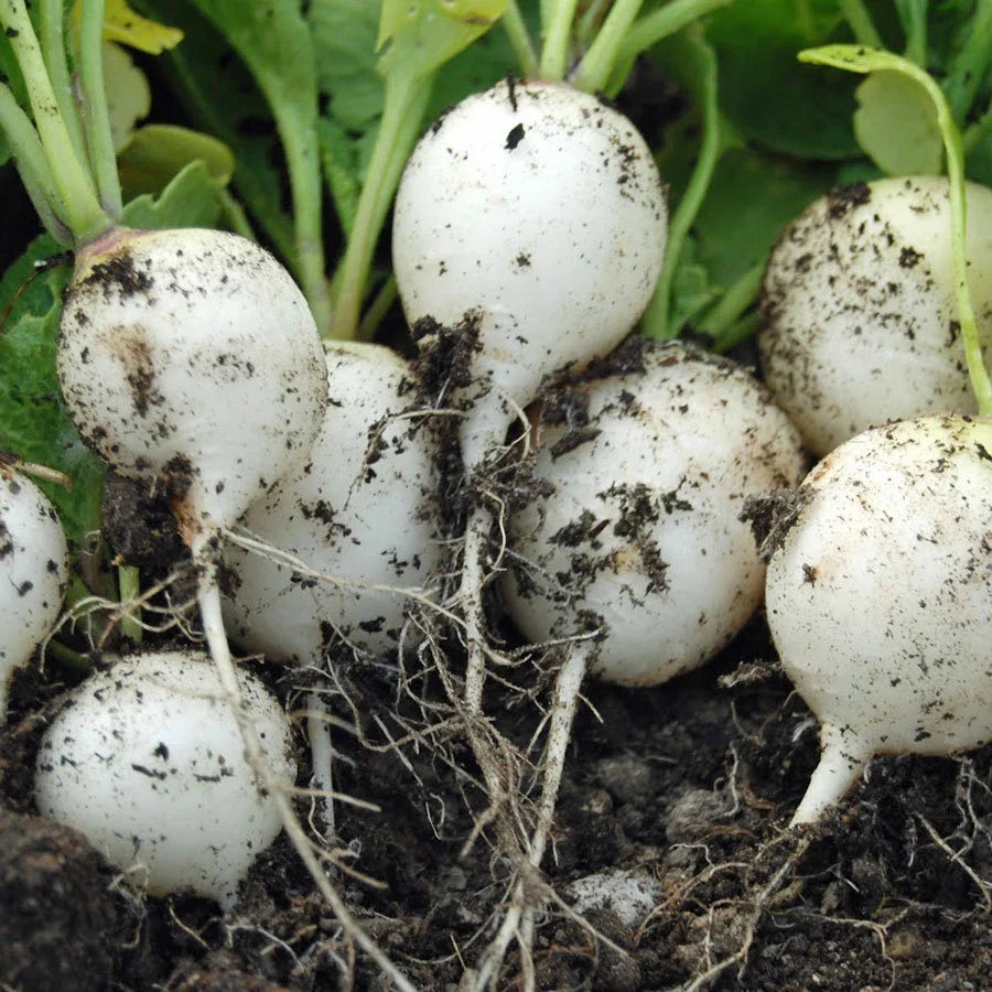 Hailstone White Globe Radish Seeds - Non-GMO, Heirloom, Raphanus sativus, Fast-Growing, Salad, Container Gardening