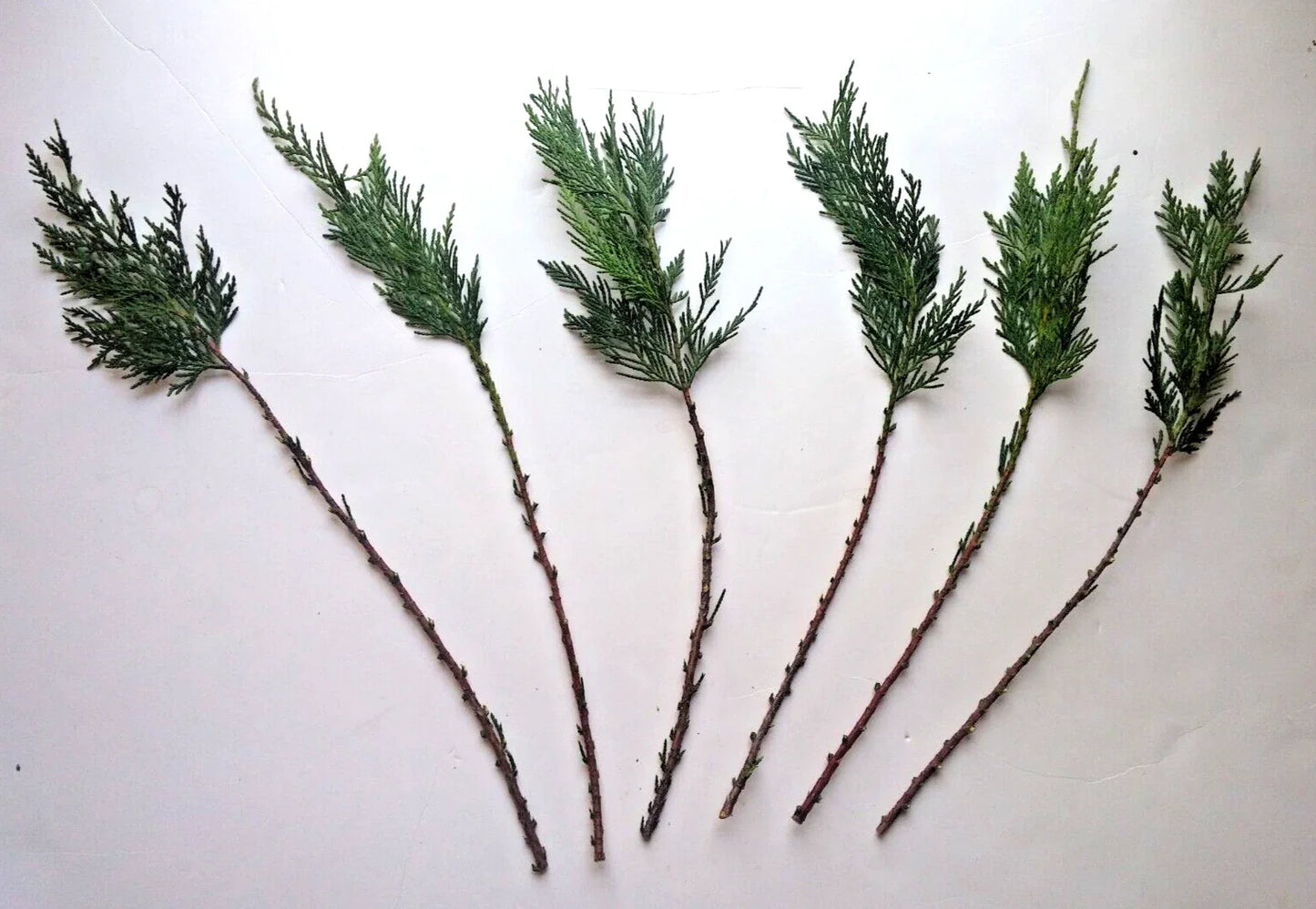 Leyland Cypress Cuttings - 15 Fresh Rooting Propagation Cuttings - Cupressocyparis leylandii Evergreen Hedges & Screens