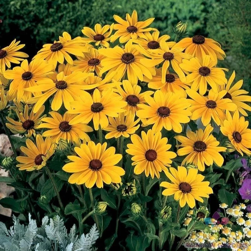 Indian Summer Rudbeckia Seeds - 200+ Pack, Black-Eyed Susan, Rudbeckia hirta, Perennial, Bright Yellow Flowers, USA Grown