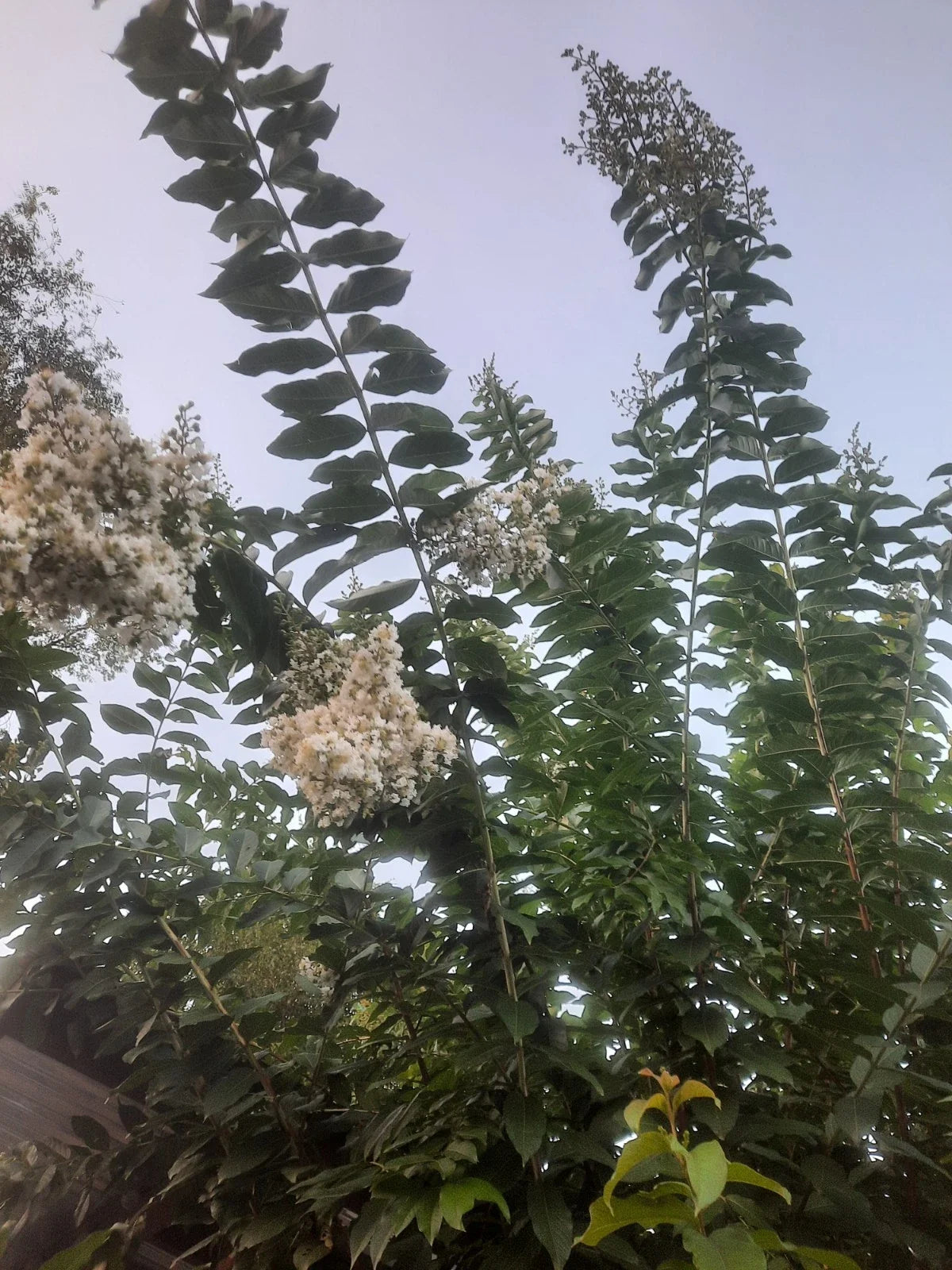 10 Super Rare Crape Myrtle Cuttings 'Natchez' Lagerstroemia indica x fauriei for Rooting or Grafting