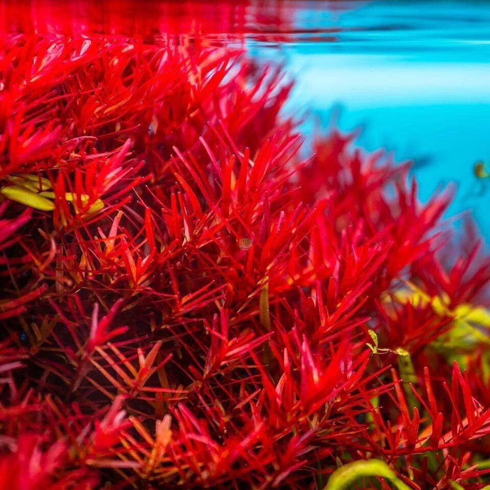 Rotala Vietnam H'Ra Bundle - Live Aquatic Plant for Aquarium & Pond