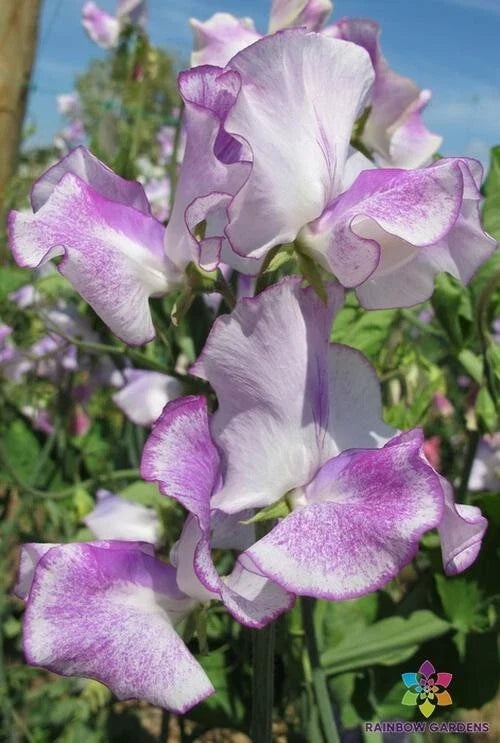 Sir Jimmy Shand Sweet Pea Seeds – Heirloom Lathyrus odoratus, Pink & Lavender, Climbing Vine, 50 Seeds for Garden Trellises & Containers