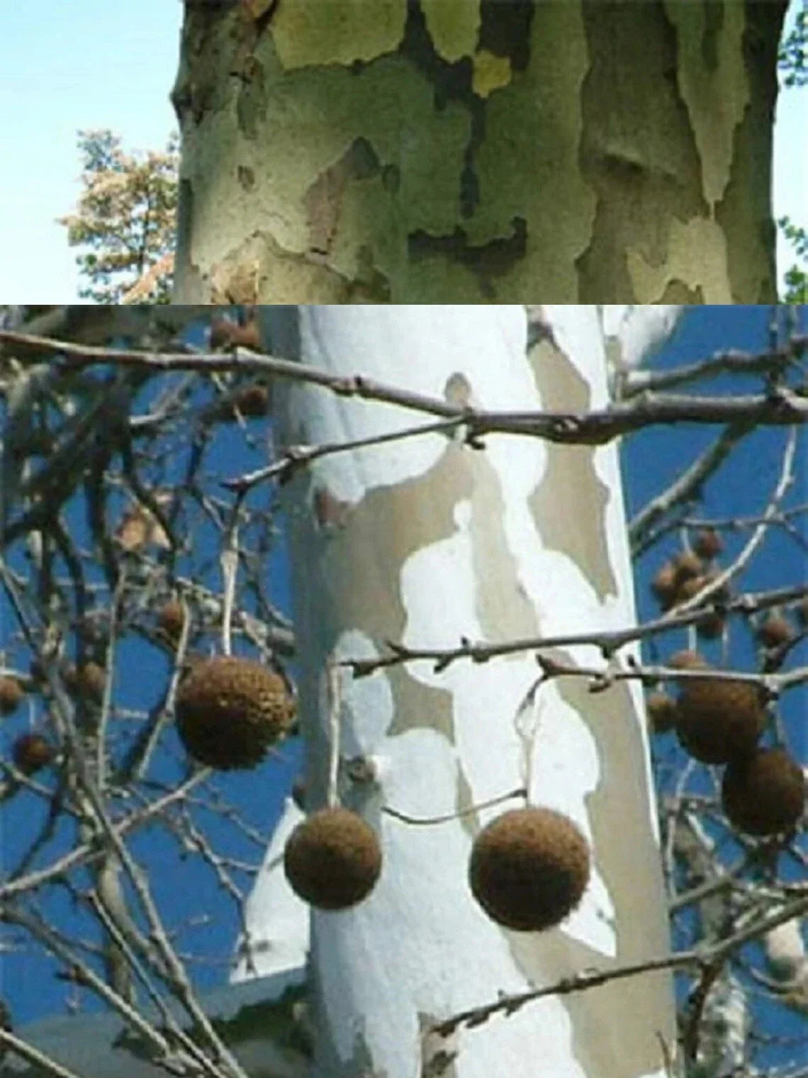 American Sycamore Seeds - 20-100 Pack - Native Platanus occidentalis for Landscaping & Reforestation