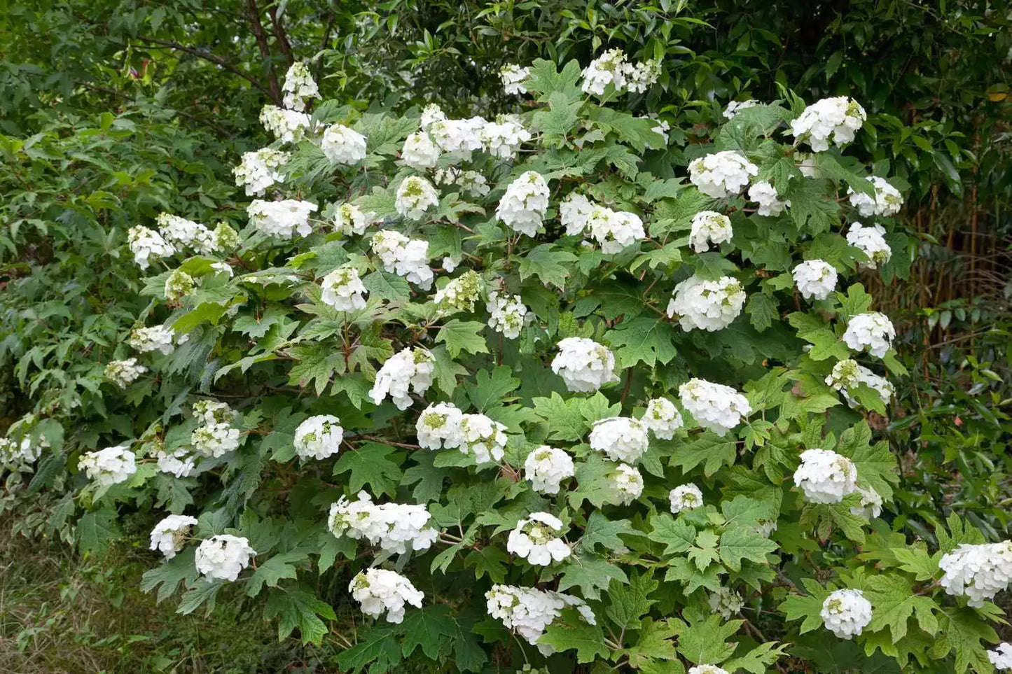 Live Plant - 14 Inch Snow Queen Oakleaf Hydrangea - White Flowers - Hydrangea quercifolia 'Snow Queen' - Zones 5-9