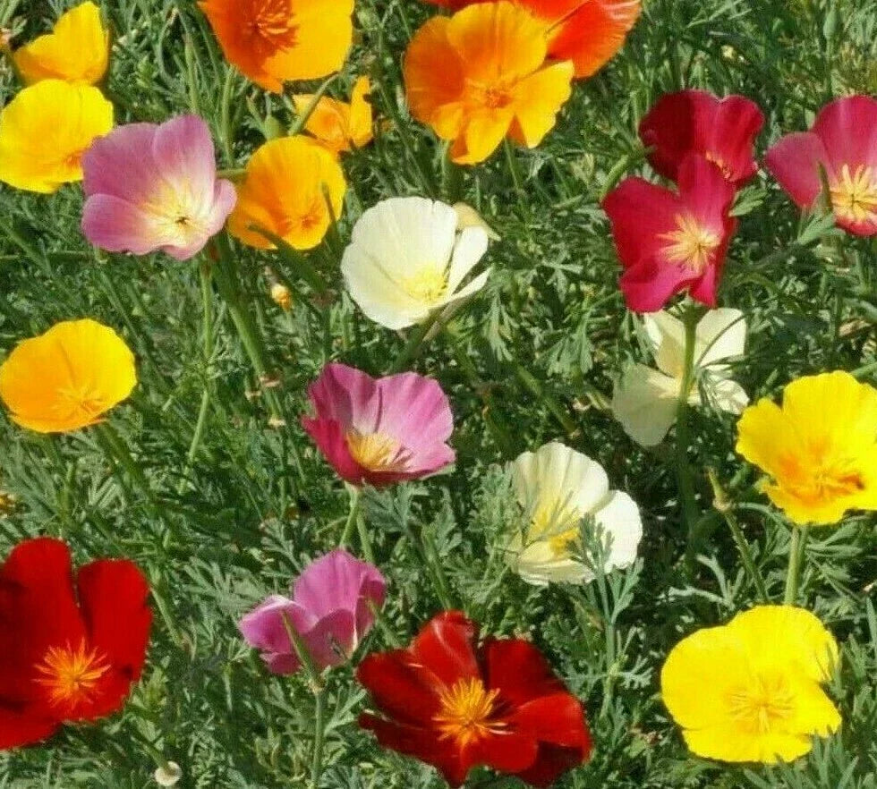 California Poppy Mix Seeds - 300+ Annual Flower Seeds Orange Purple White Eschscholzia californica