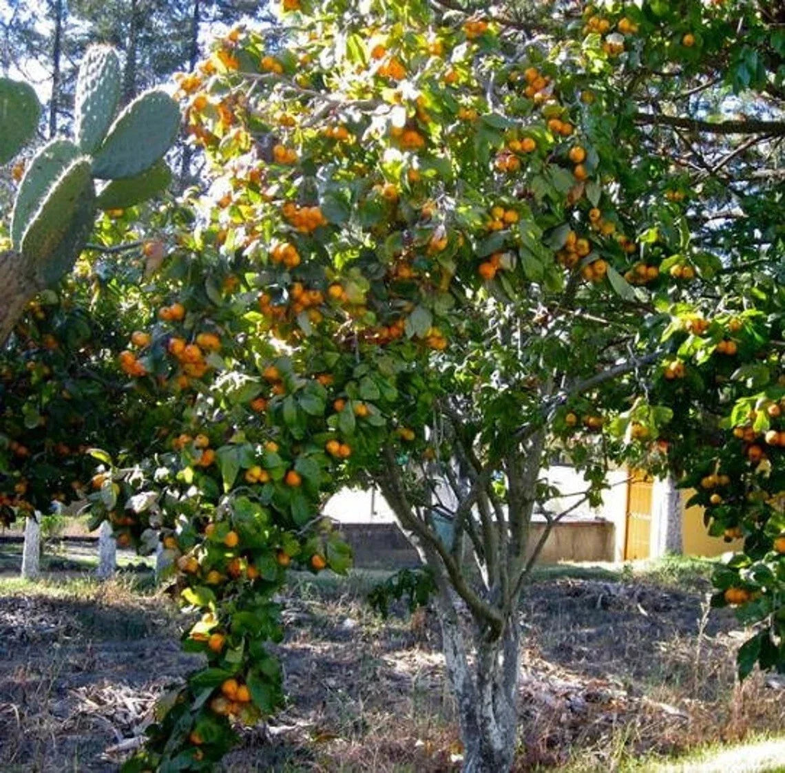 Tejocote Manzanita Hawthorn Seeds - 5+ Berry Tree, Crataegus mexicana, Small Apple-Like Berries, Drought-Tolerant, Ornamental Garden Plant