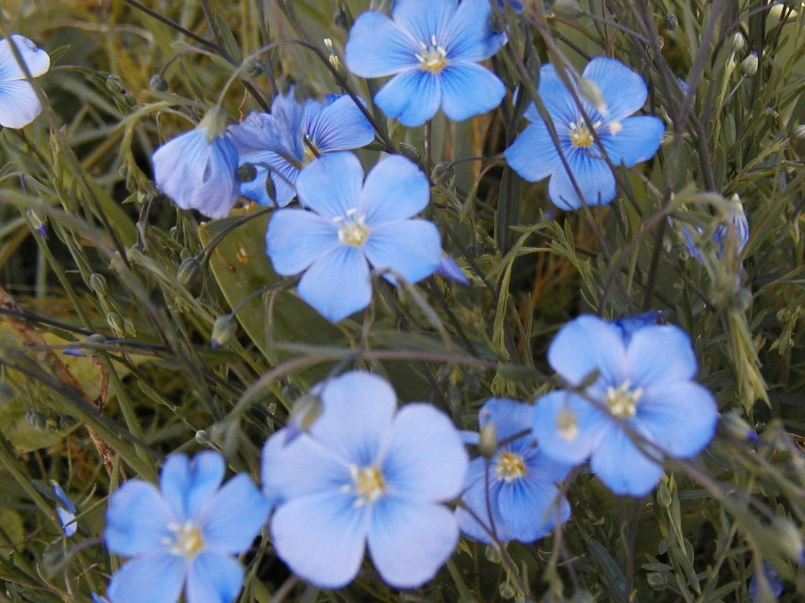 Flax Seeds 1000 Count - Blue Perennial Flower Seeds - Linum usitatissimum - Easy to Grow, Attracts Pollinators, Garden Border