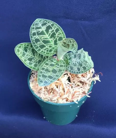 Macodes Petola Lightning Jewel Orchid 2.5" Pot Rooted Plant, Indoor Orchid with Striking Veined Foliage