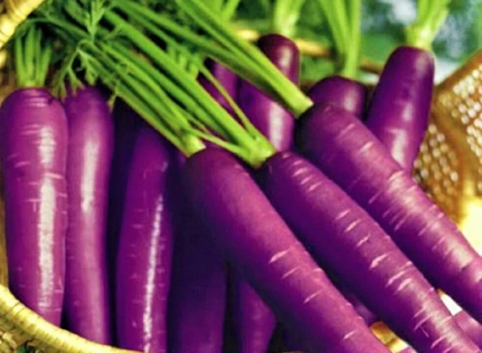 Cosmic Purple Carrot Seeds - Non-GMO Heirloom Variety, Daucus carota, 200+ Seeds for Vibrant Purple Root Vegetable Gardening