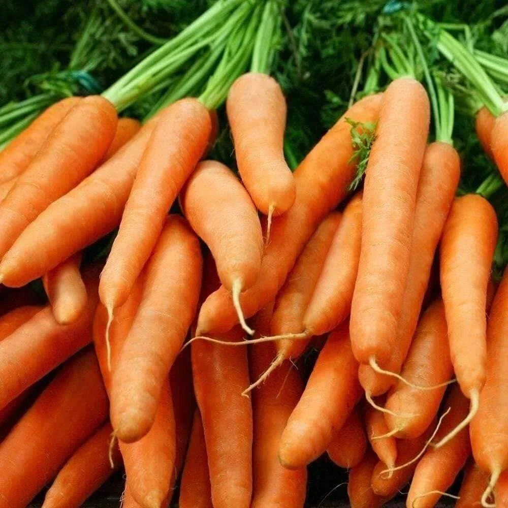 Baby Carrot Seeds - Little Fingers Heirloom NON-GMO Vegetable Seeds for Organic Gardening