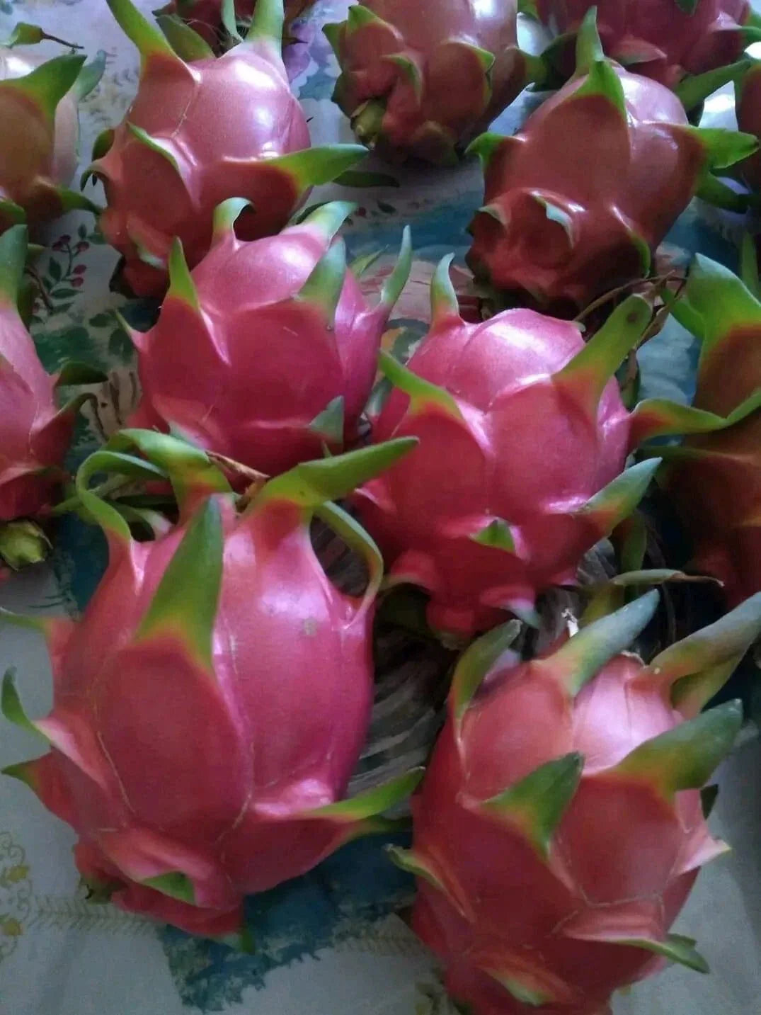 Organic Dragon Fruit Cuttings 8-12 Inches - 10 Healthy Hylocereus Undatus Plant Propagation Pieces