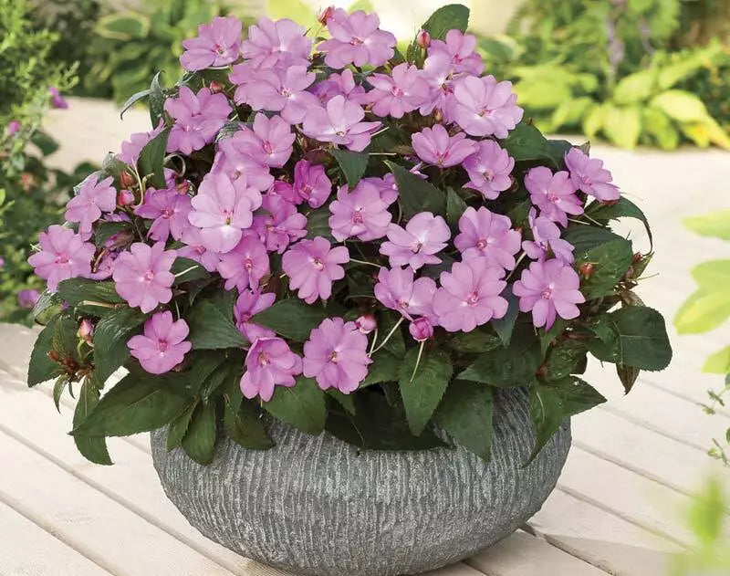 Busy Lizzy Impatiens Seeds Set of 100 – Sun & Shade Varieties, Non-GMO, Impatiens walleriana