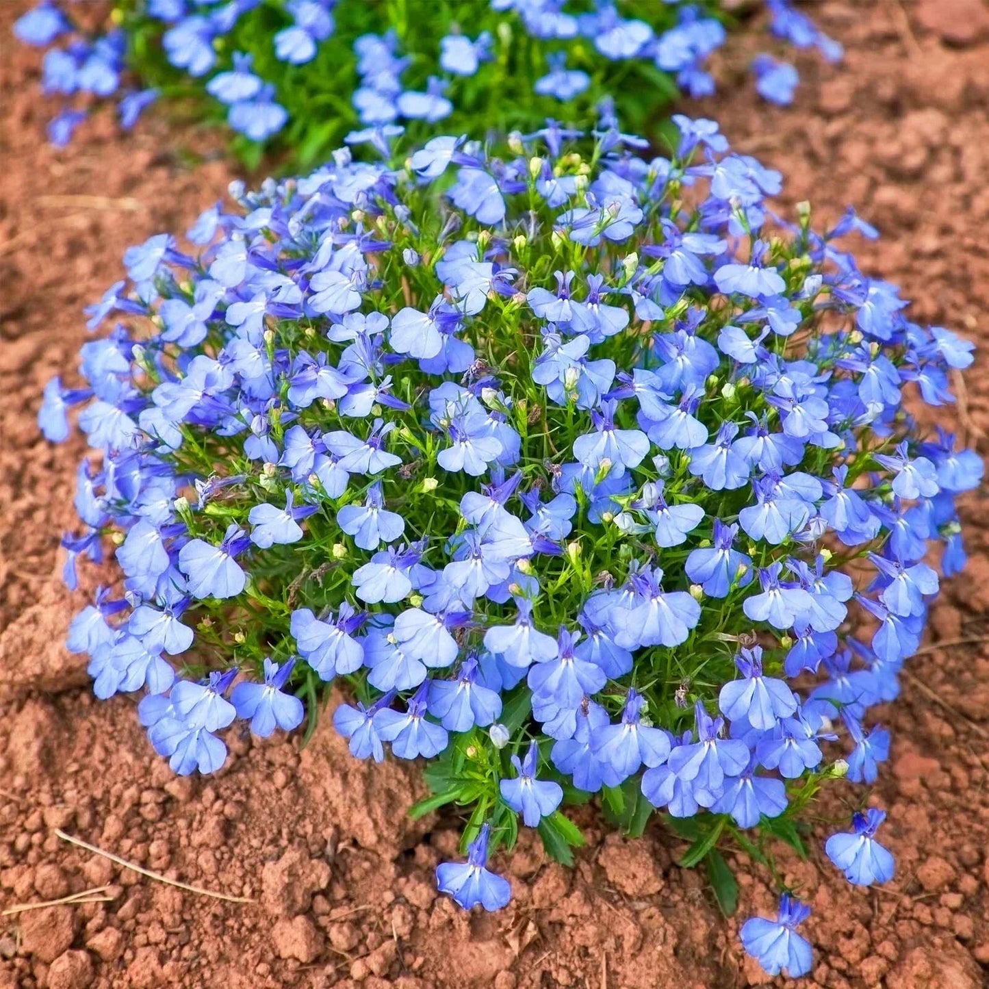 Lobelia Cambridge Blue Seeds - 100 Lobelia erinus Annual Flower Seeds