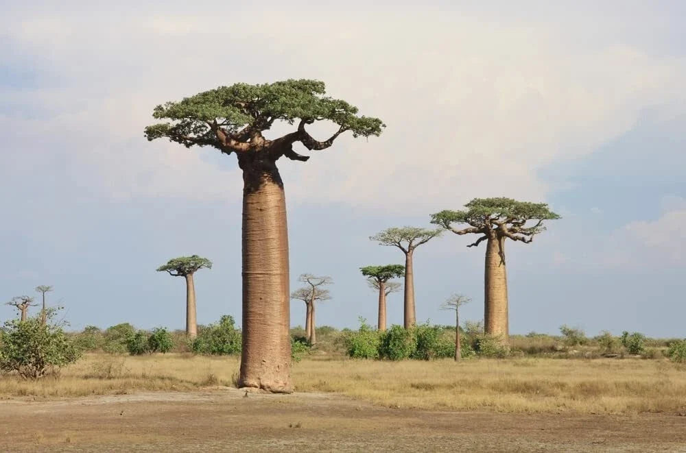 Baobab Tree Seeds - 5 Pack Adansonia Digitata Grow Your Own Drought-Resistant Tree from Seeds