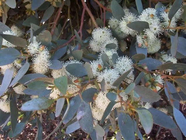 Eucalyptus Seeds - 50 Perennial Tree Seeds - Moot Eucalyptus (Eucalyptus spp.) for Garden, Landscaping, and Pollinator Attraction