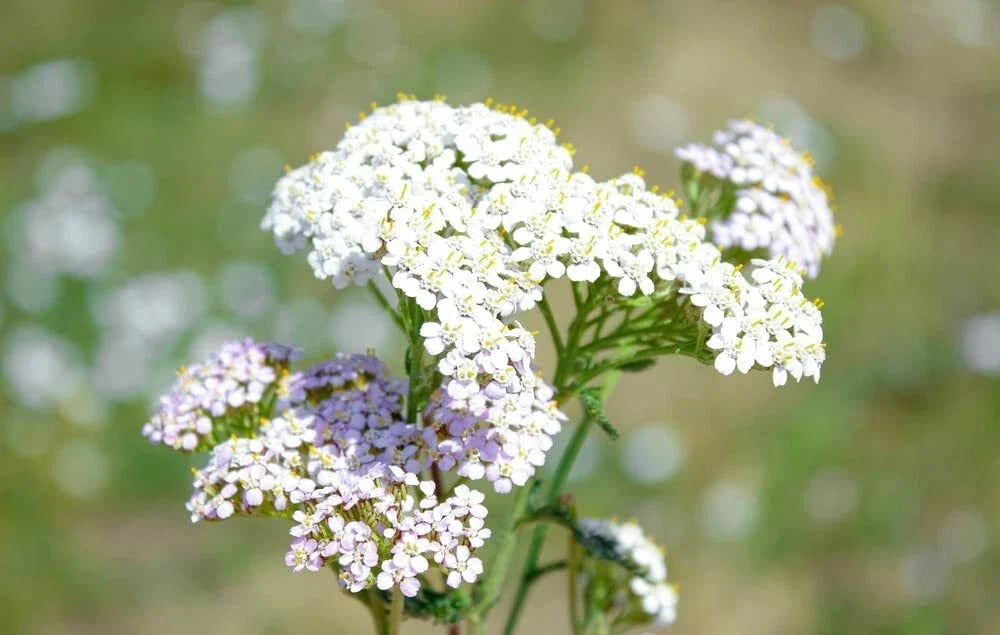 White Yarrow Flower Seeds 1000 Pack Achillea millefolium Perennial Herb for Garden, Drought-Tolerant, Pollinator Attracting
