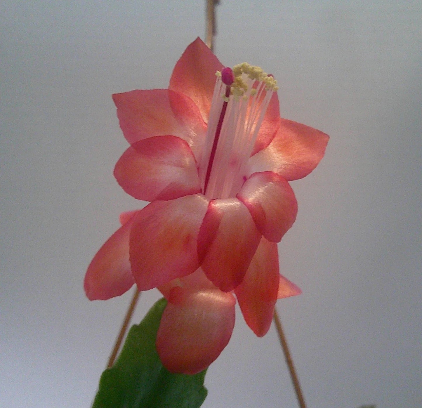 Schlumbergera Congo Starter Plant - Christmas Cactus - Indoor Easy Care Plant - Schlumbergera truncata