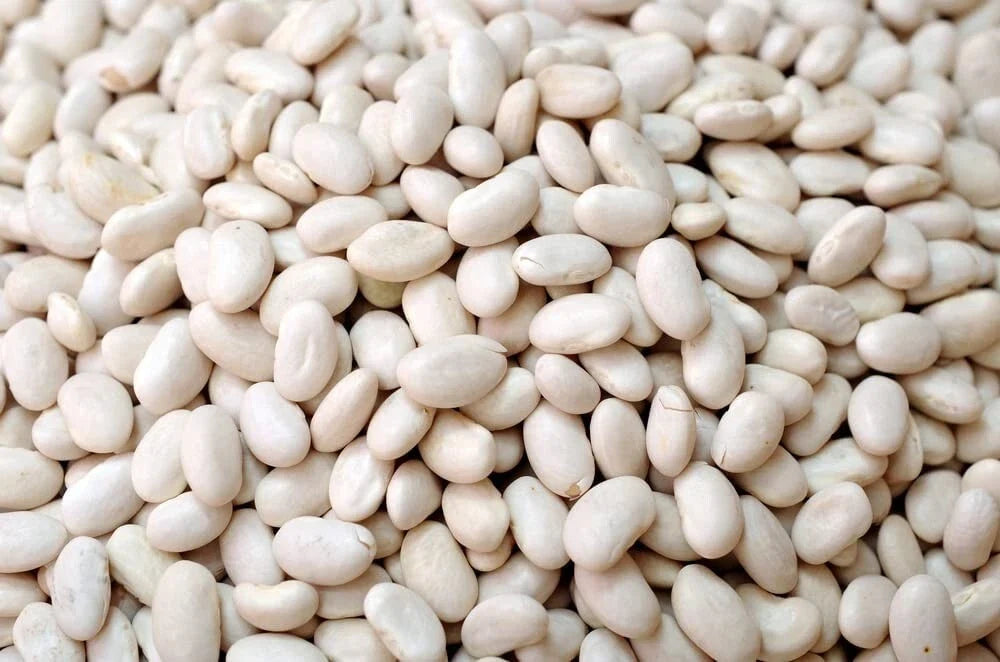 Navy Bean Seeds - 50 Pack, White Kidney Bean, Phaseolus vulgaris, Bush-Type, Full Sun Planting Seeds