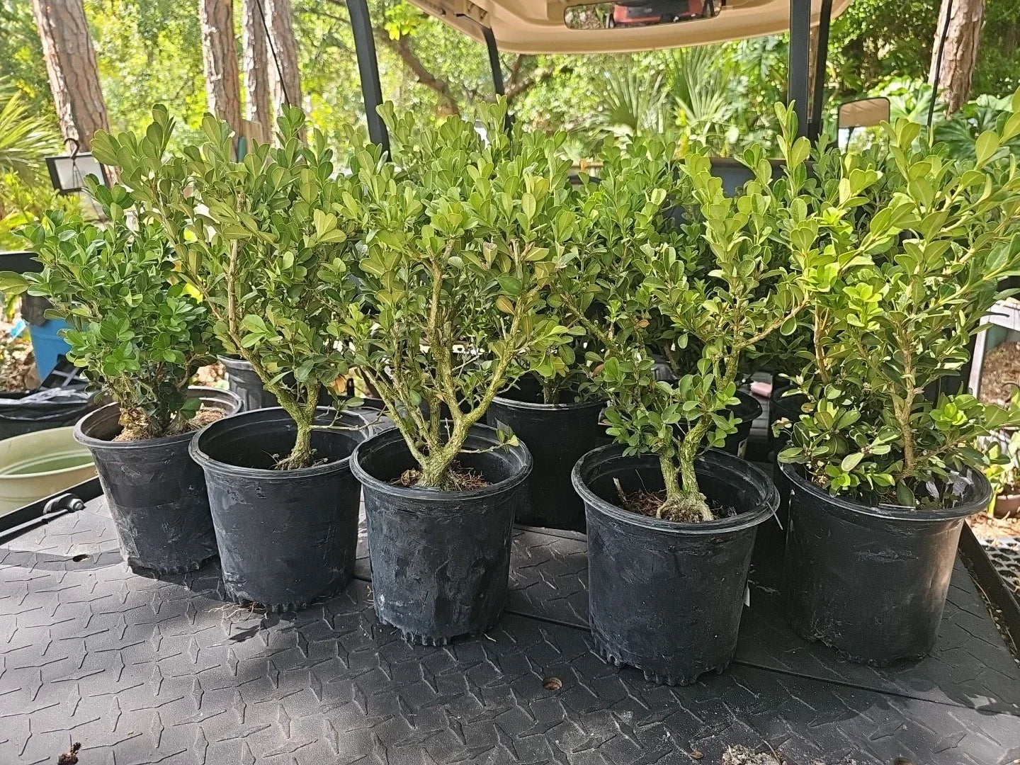 Japanese Boxwood Bonsai Mame Dwarf Buxus Sempervirens - 17 Inch Indoor Outdoor Plant