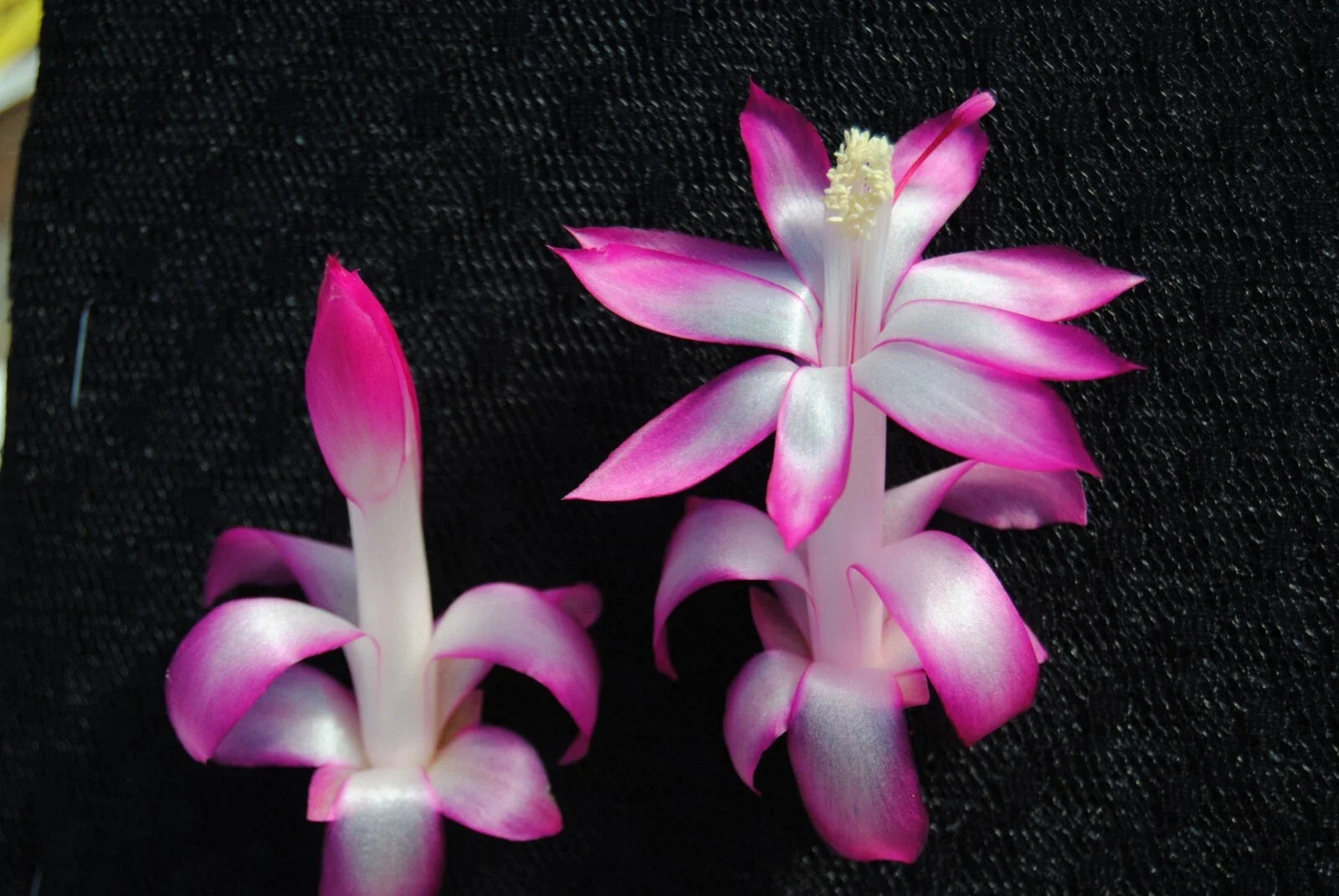 Christmas Cactus Starter Plant - Proud Mary Schlumbergera Truncata - Well-Rooted Indoor or Outdoor Plant