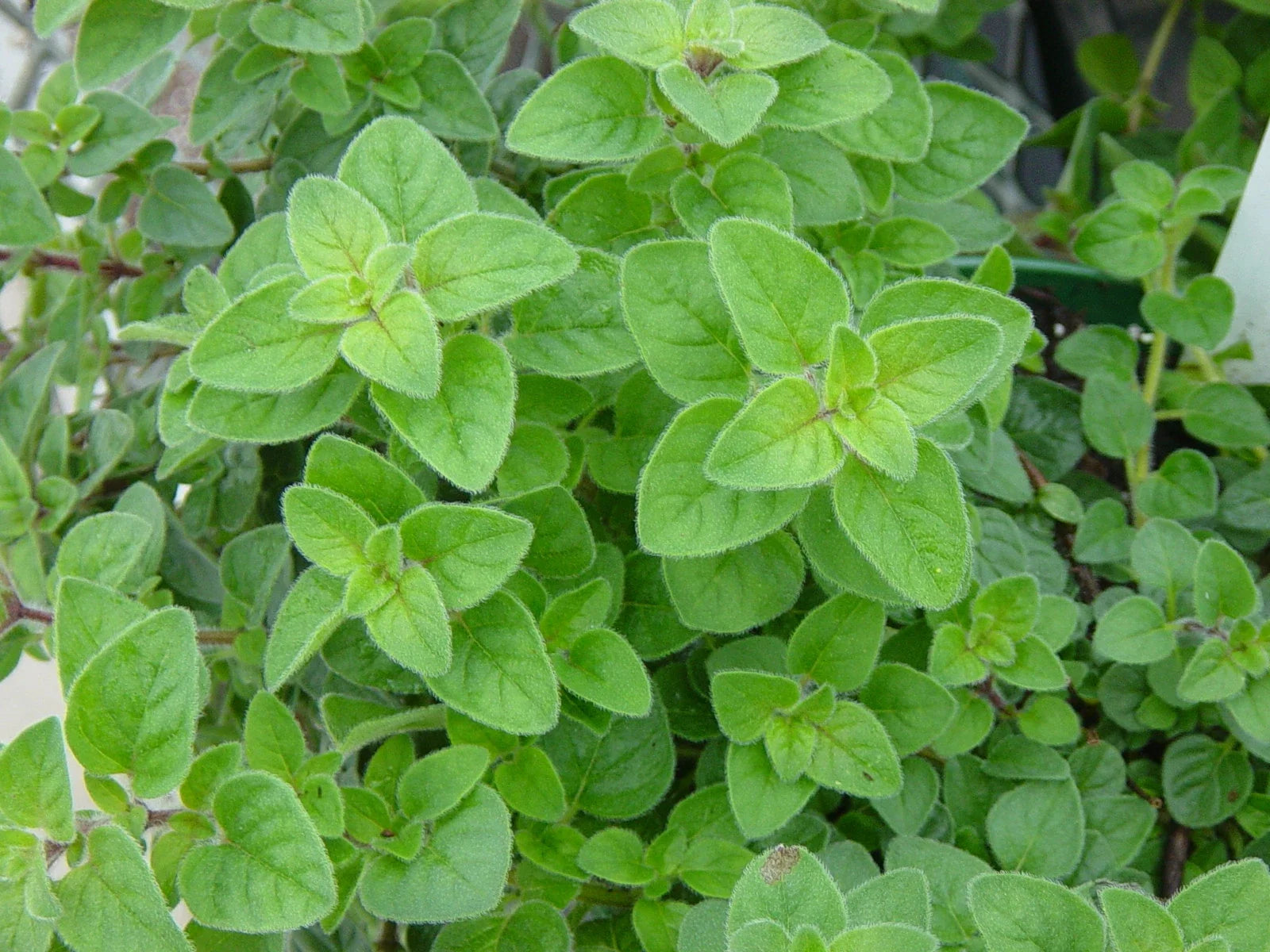 Italian Oregano Herb Seeds - 1000+ Non-GMO Seeds for Planting, Origanum vulgare, Aromatic Culinary Herb, Easy to Grow
