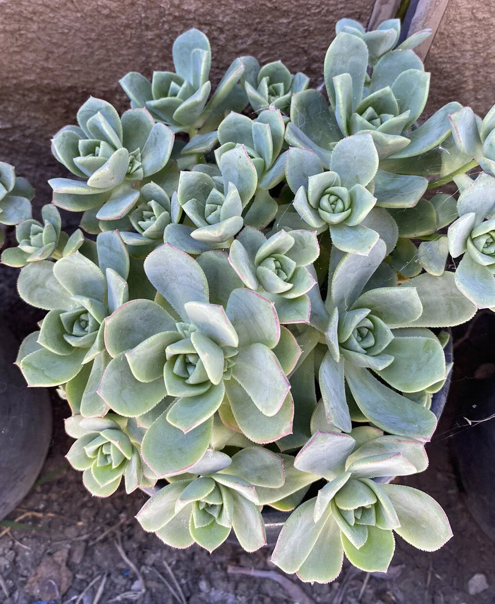 Aeonium Haworthii Pinwheel Succulent Cluster - Hardy Drought-Tolerant Indoor Plant
