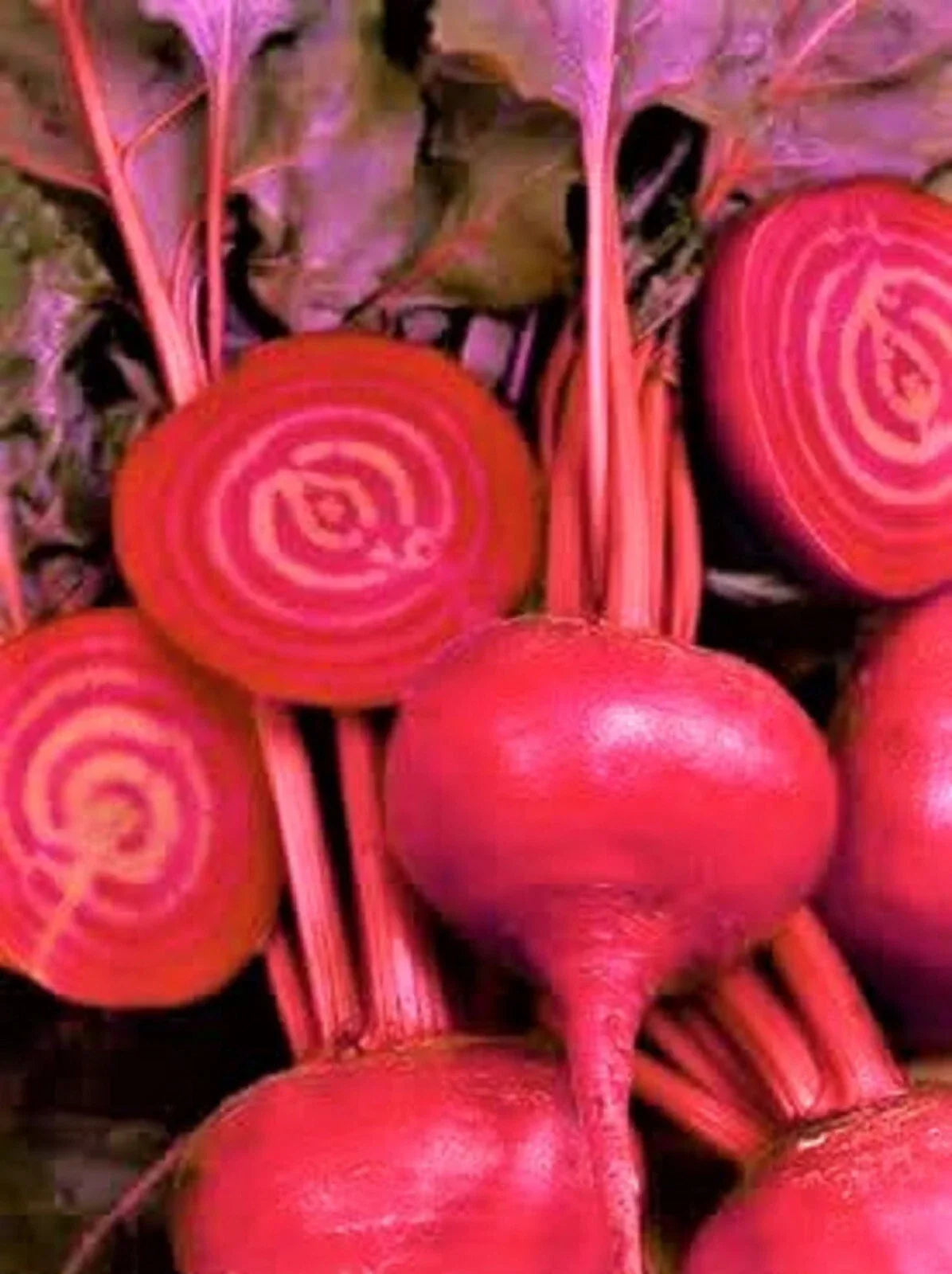 Bulls Blood Beet Seeds 100+ Non-GMO Heirloom Vegetable Seeds Beta vulgaris