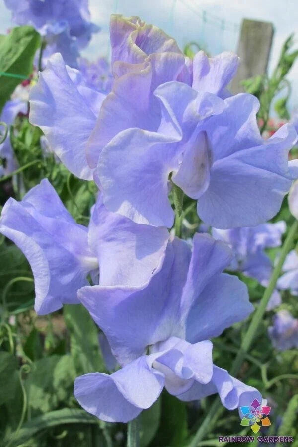 Sweet Pea Seeds 50+ Pack Lathyrus odoratus Garden Climbing Vine for Pollinators