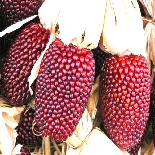 Strawberry Popcorn Seeds - Heirloom Non-GMO Zea mays everta - Colorful Popcorn Ears for Home Garden