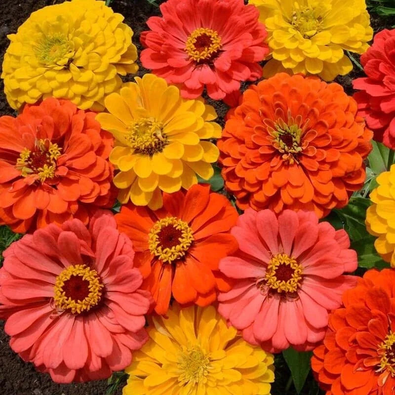 Zinnia Seeds Mix Fruity Beauty Variety - Colorful Annuals for Garden, Zinnia elegans, 25 Pack