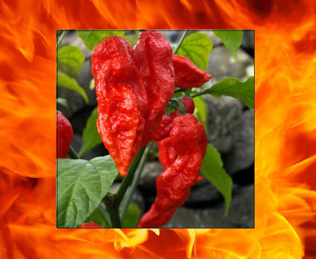 Red Bhut Jolokia Seeds - 1000 Count Bulk Ghost Pepper Capsicum chinense