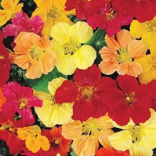 Nasturtium Seeds DOUBLE GLEAM - Heirloom Edible Pollinator Attractor Non-GMO 20 Seeds