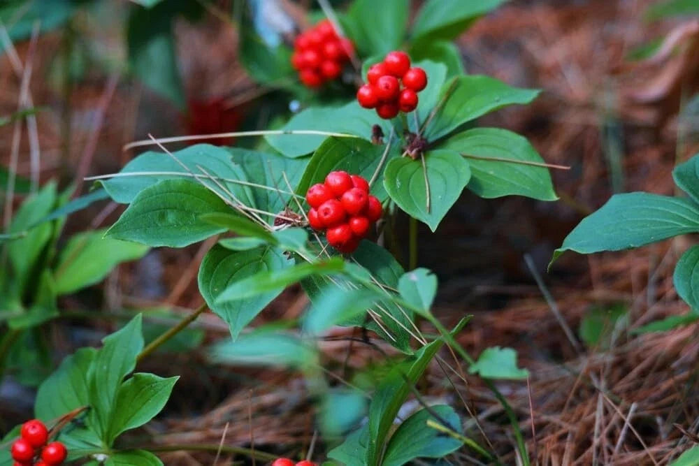 Bunchberry Bush Seeds 30 Pack Cornus Canadensis Ground Cover Low-Growing Perennial for Shade Gardens