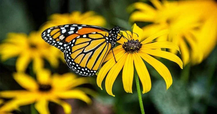 Black Eye Susan Seeds - 50+ Rudbeckia hirta Yellow Daisy Flower Seeds