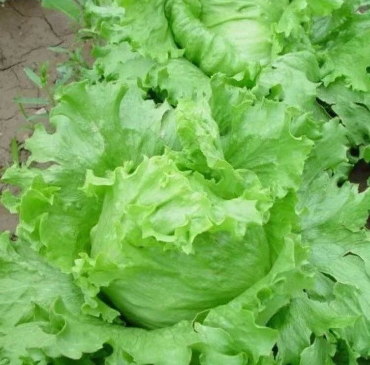 Iceberg Lettuce Seeds - Bulk 1000+ Lactuca sativa Crisphead Romaine for Home Gardens & Farming