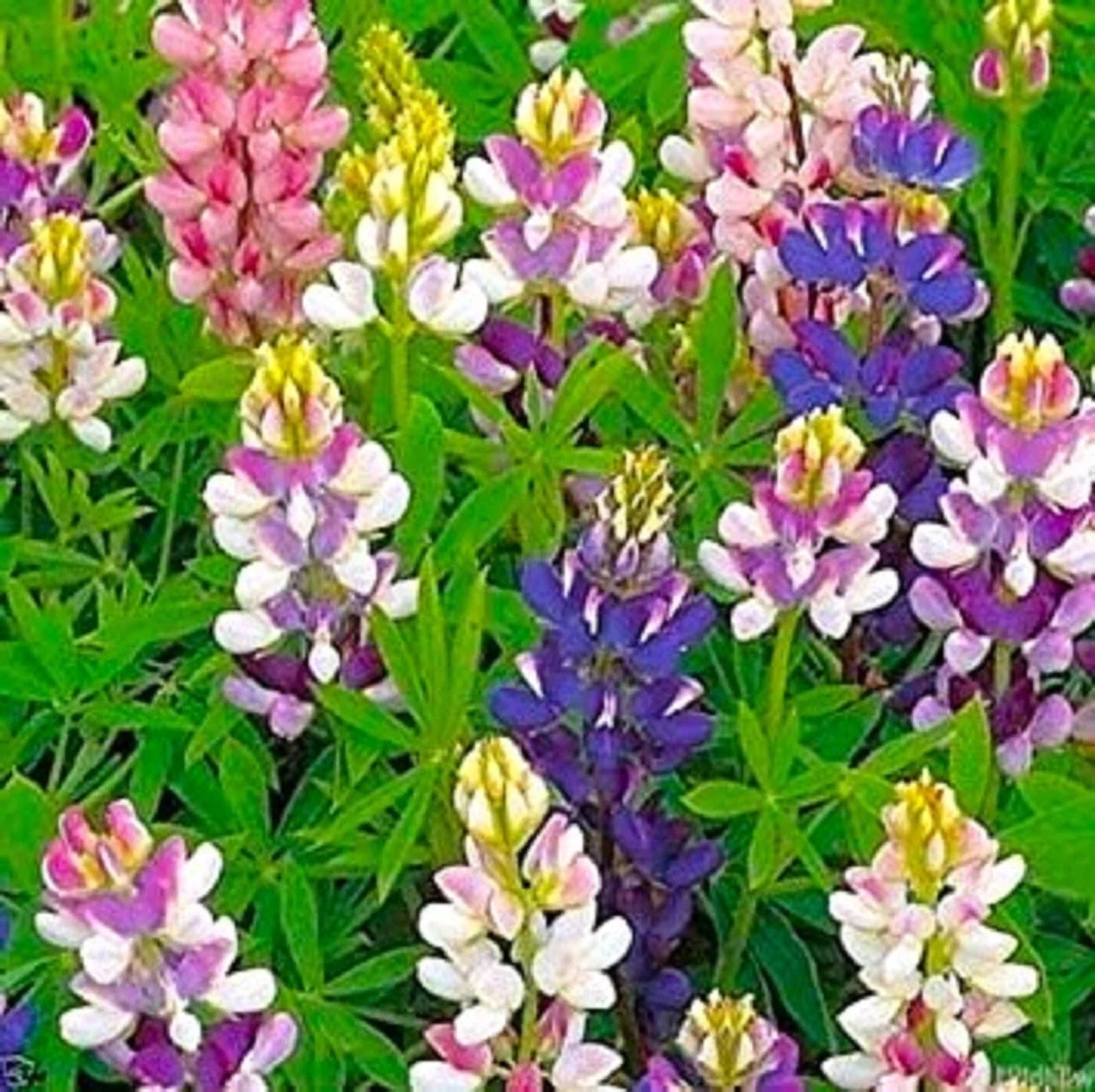 Dwarf Lupine Seeds Pixie Delight Mix - Colorful Wildflower Blend - Lupinus polyphyllus - 80 Seeds