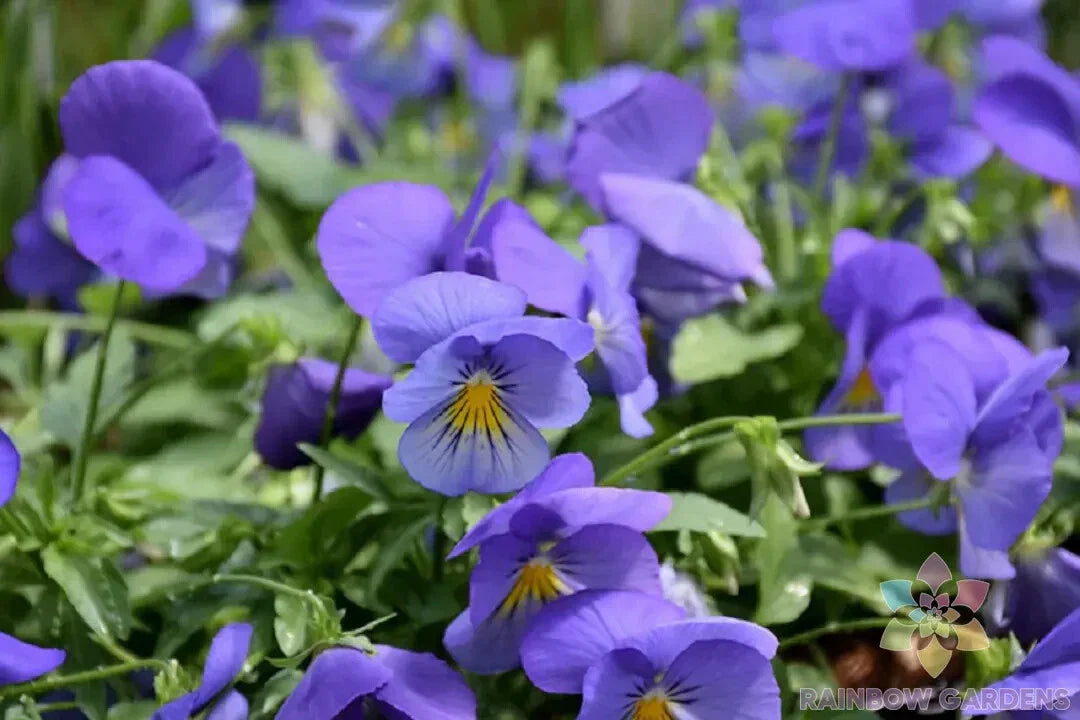 Cool Wave Blue Skies Pansy Seeds - 200+ Count - Viola x wittrockiana - USA Grown