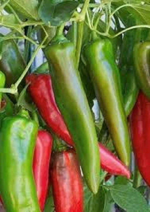 Anaheim Hot Pepper Seeds - Capsicum annuum, Mild Heat 500-2500 SHU, Culinary, Salsas, Grilling, Non-GMO Seed Packet