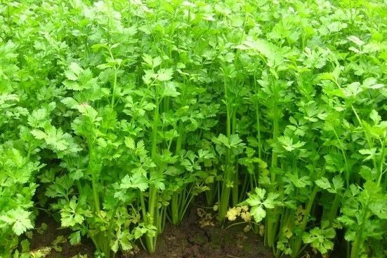 Asian Chinese Celery Seeds - Non-GMO, Cool Weather Herb, Apium graveolens var. dulce, 200+ Seeds for Gardening