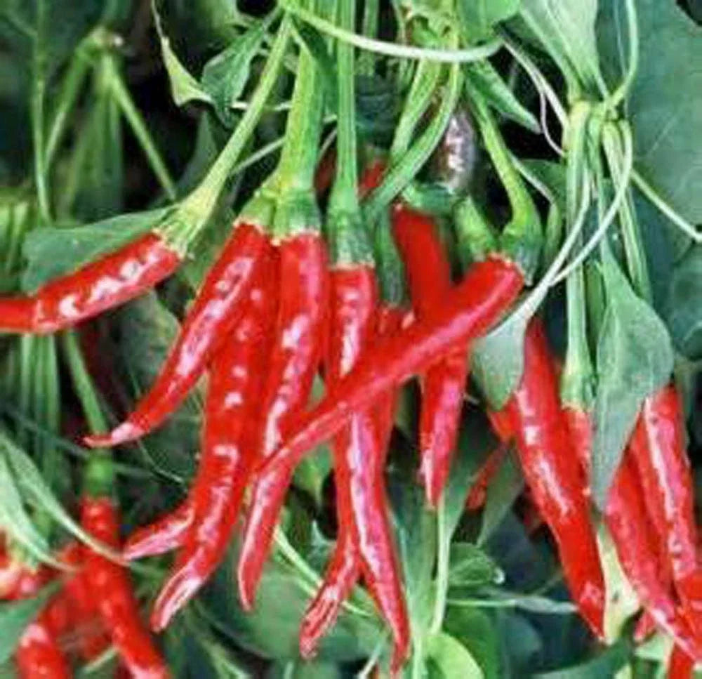 Thai Hot Pepper Seeds – Heirloom, Non-GMO, Capsicum annuum, 20+ Seeds for Spicy Culinary Use