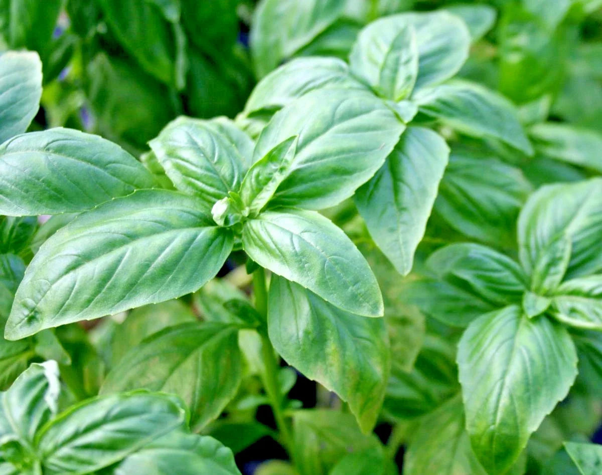 Genovese Basil Seeds - Organic Herb for Pesto, Container Gardening, Summer Garden - Ocimum basilicum, 400+ Seeds