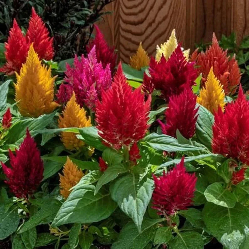 Kimono Celosia Seeds - Organic Mix, 200 Seeds, Vibrant Colors, Celosia argentea, Annual Flower for Borders & Containers