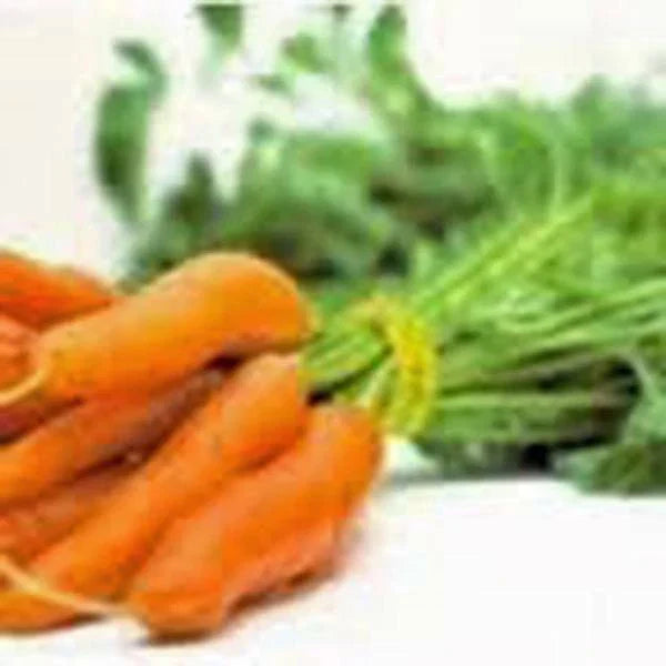 Non-GMO Little Finger Carrot Seeds - 500+ Heirloom Daucus carota for Home Gardening