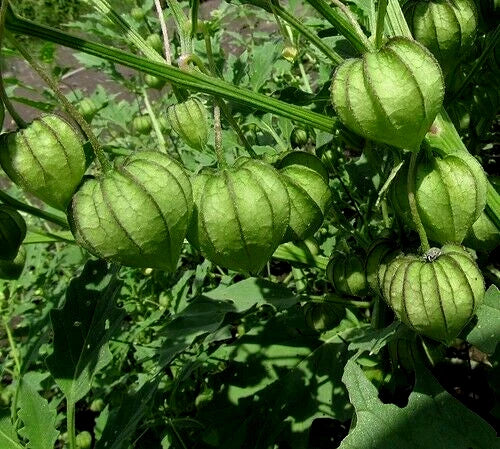 Organic Tomatillo Seeds - 100+ Physalis ixocarpa Heirloom Vegetable Seeds for Home Gardening