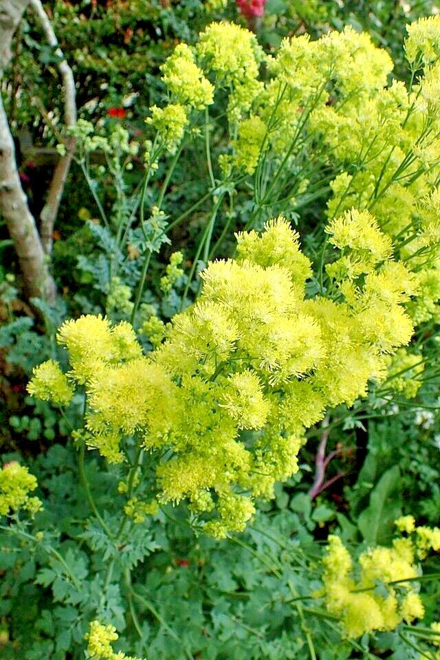 Foamy Meadowrue Seeds - 30 Pack - Hardy Perennial Yellow Flowers Thalictrum Isopyroides