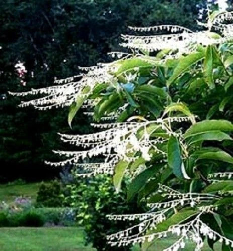 Lily of the Valley Sourwood Seeds - 100 Pack, Oxydendrum arboreum, Attracts Honey Bees, Ornamental Tree Seeds