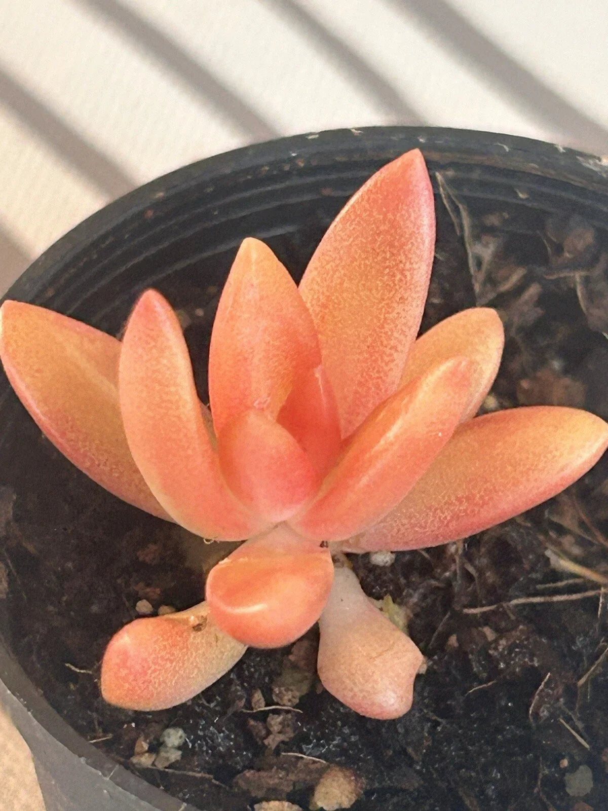 Coppertone Stonecrop Succulent Plant | Live Rooted Sedum nussbaumerianium | Coppery Foliage Ground Cover for Gardens and Containers