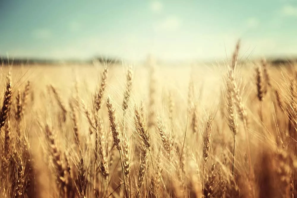 Winter Wheat Cover Crop Seeds 25 Lbs Non-GMO Food Plot Seed for Deer & Turkey Triticum aestivum